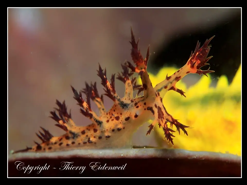 Anilao Macro Dive Media Highlight